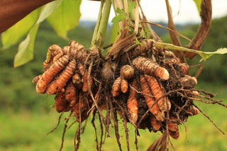 Turmeric Root