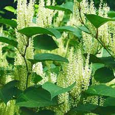 Polygonum Cuspidatum Root