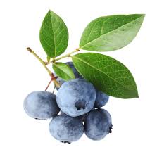 Bilberry