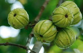 Garcinia Cambogia