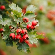 Hawthorn Berry