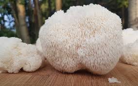 Lion’s Mane Mushroom (Fruiting Body & Mycelium)