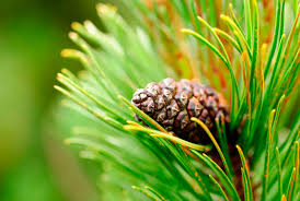 Pine Bark Extract