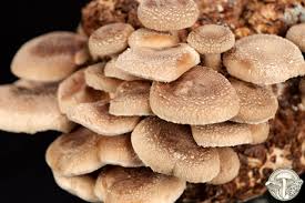 Shiitake Mushroom