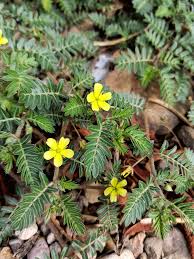 Tribulus Terrestris