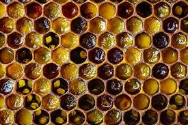 Bee Bread Extract