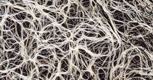 Mycelium