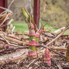 Japanese Knotweed Root