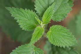 Nettle Extract