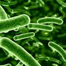 Bifidobacterium lactis