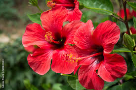 Hibiscus Flower