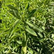 Stevia Leaf Extract