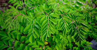 Moringa Oleifera (Leaf)