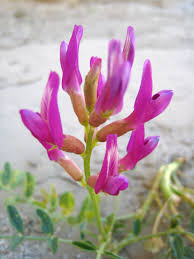 Astragalus