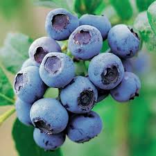 Blueberry