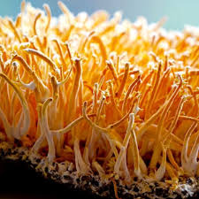 Cordyceps Mushroom