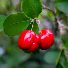 Acerola Cherry
