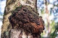 Chaga Mushroom (Mycelium)