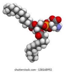 Phosphatidylserine