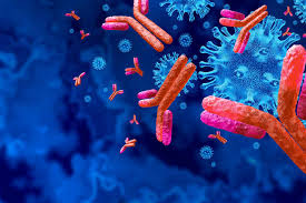 Immunoglobulin G (IgG)